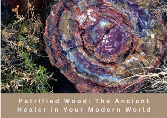 Petrified Wood: The Ancient Healer in Your Modern World